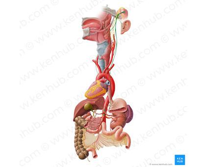 A Polyvagal theory, avagy a bolygó ideg és a vegetatív idegrendszer több fázisú modellje